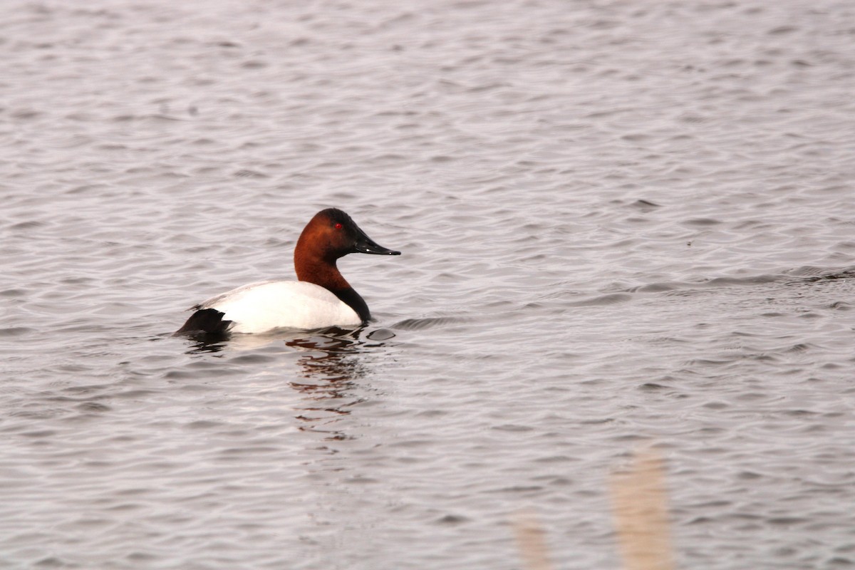 Canvasback - Leigh Nelson