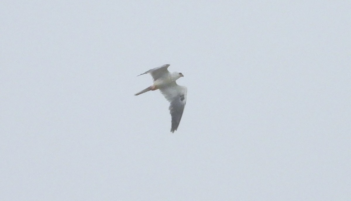 White-tailed Kite - Valentina Roumi