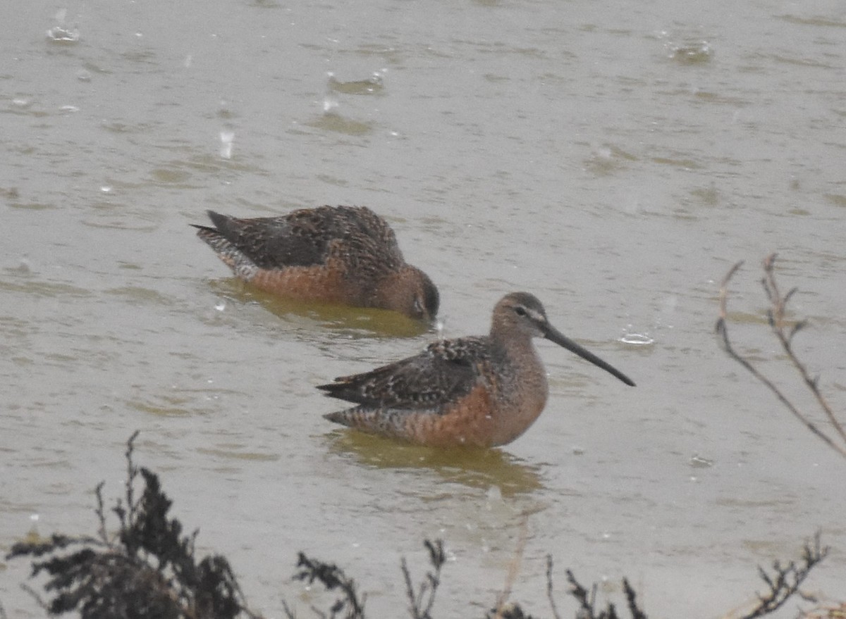 Long-billed Dowitcher - ML618235153