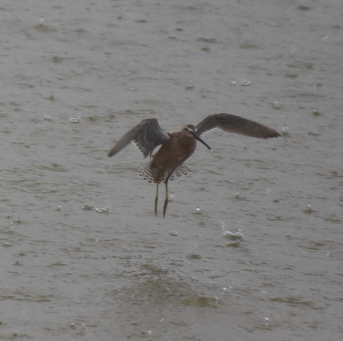 Long-billed Dowitcher - ML618235154