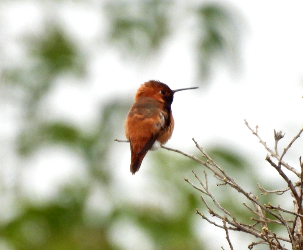 Rufous Hummingbird - Sharon Wilcox
