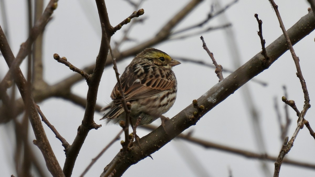 Savannah Sparrow - ML618235209
