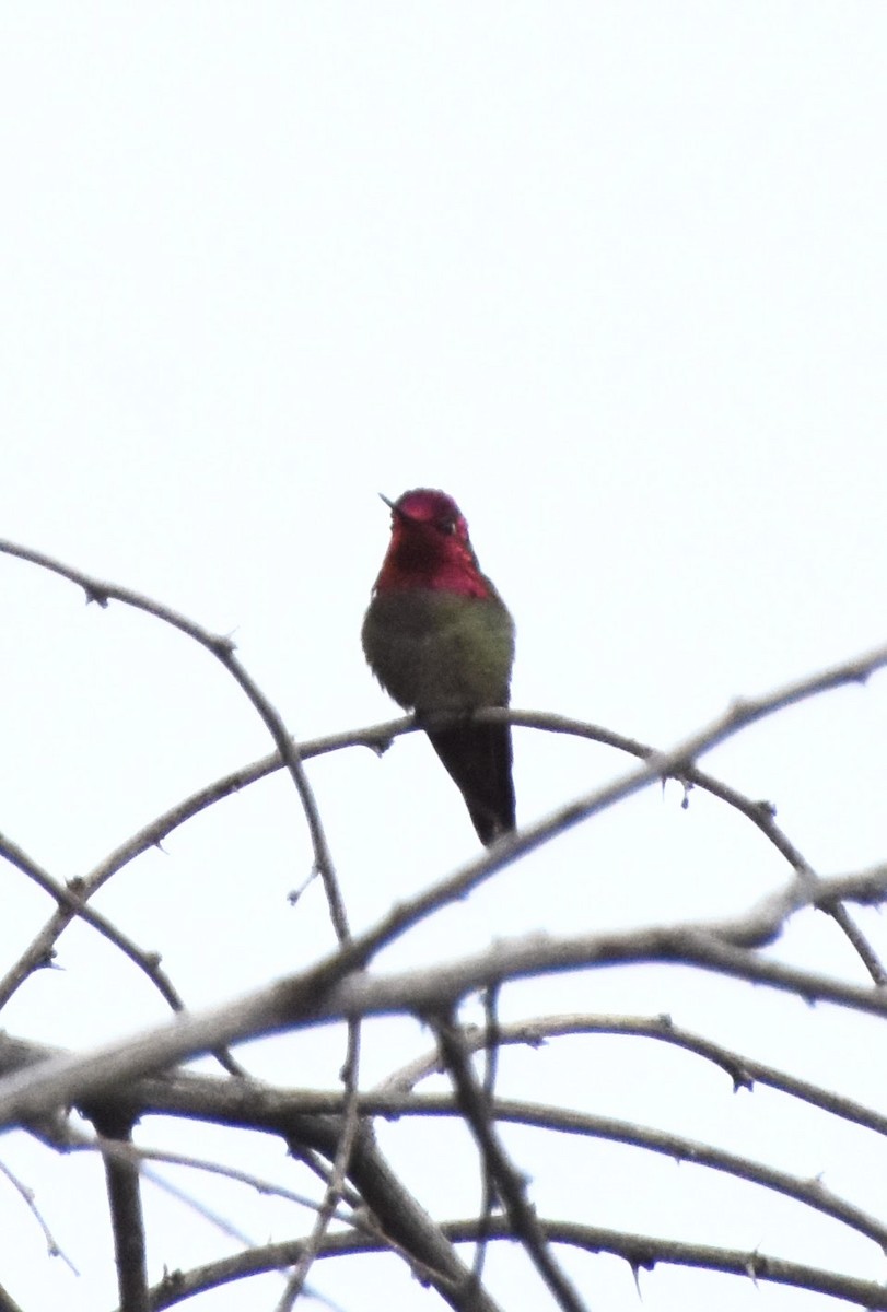 Anna's Hummingbird - ML618235212