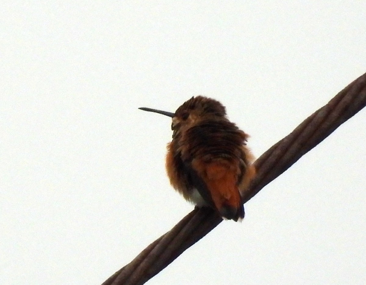 Allen's Hummingbird - Sharon Wilcox