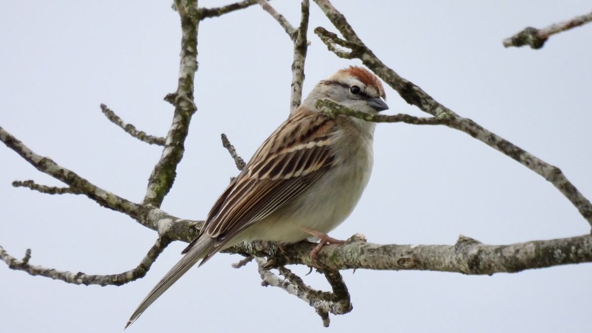 Chipping Sparrow - ML618235238