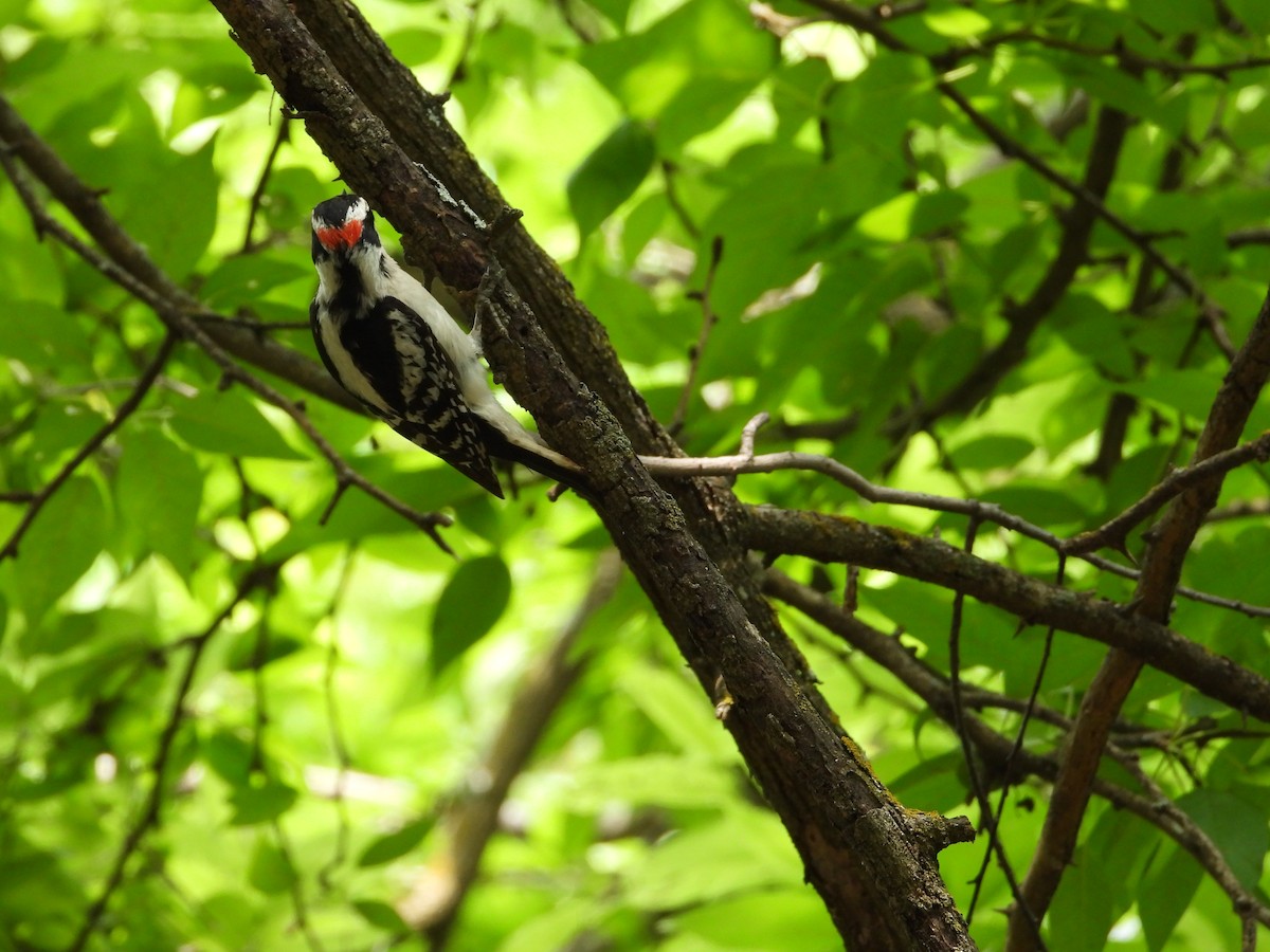 Downy Woodpecker - ML618235254
