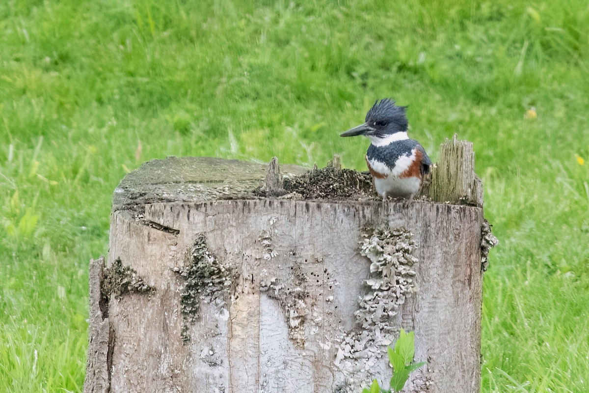 Belted Kingfisher - ML618235283