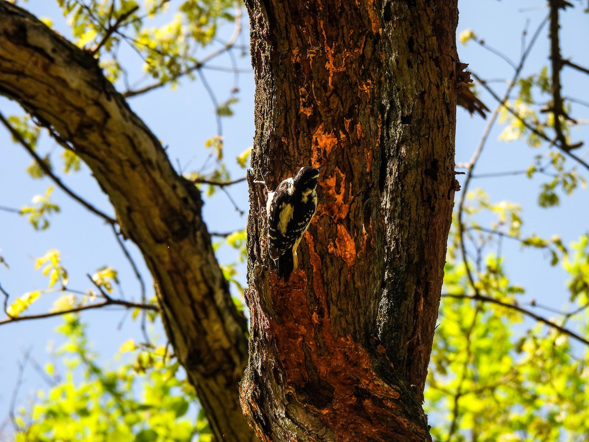 Hairy Woodpecker - Susan Brauning