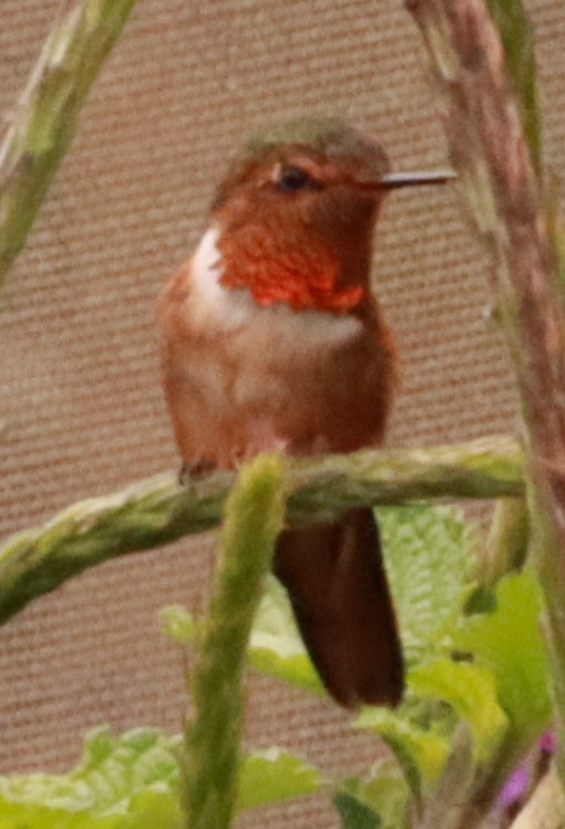 Scintillant Hummingbird - ML618235335