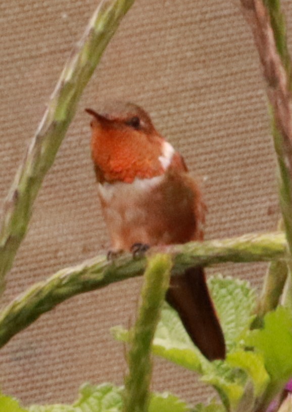 Scintillant Hummingbird - Víctor Blanco Méndez