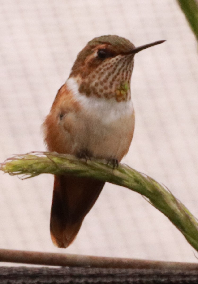 Scintillant Hummingbird - Víctor Blanco Méndez
