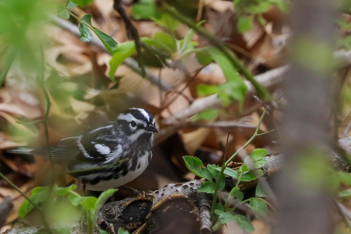 Black-and-white Warbler - ML618235375