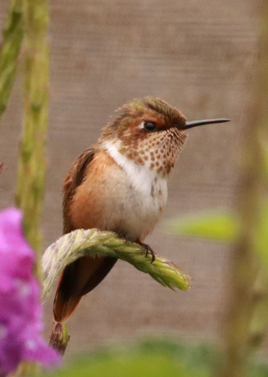 Scintillant Hummingbird - ML618235382