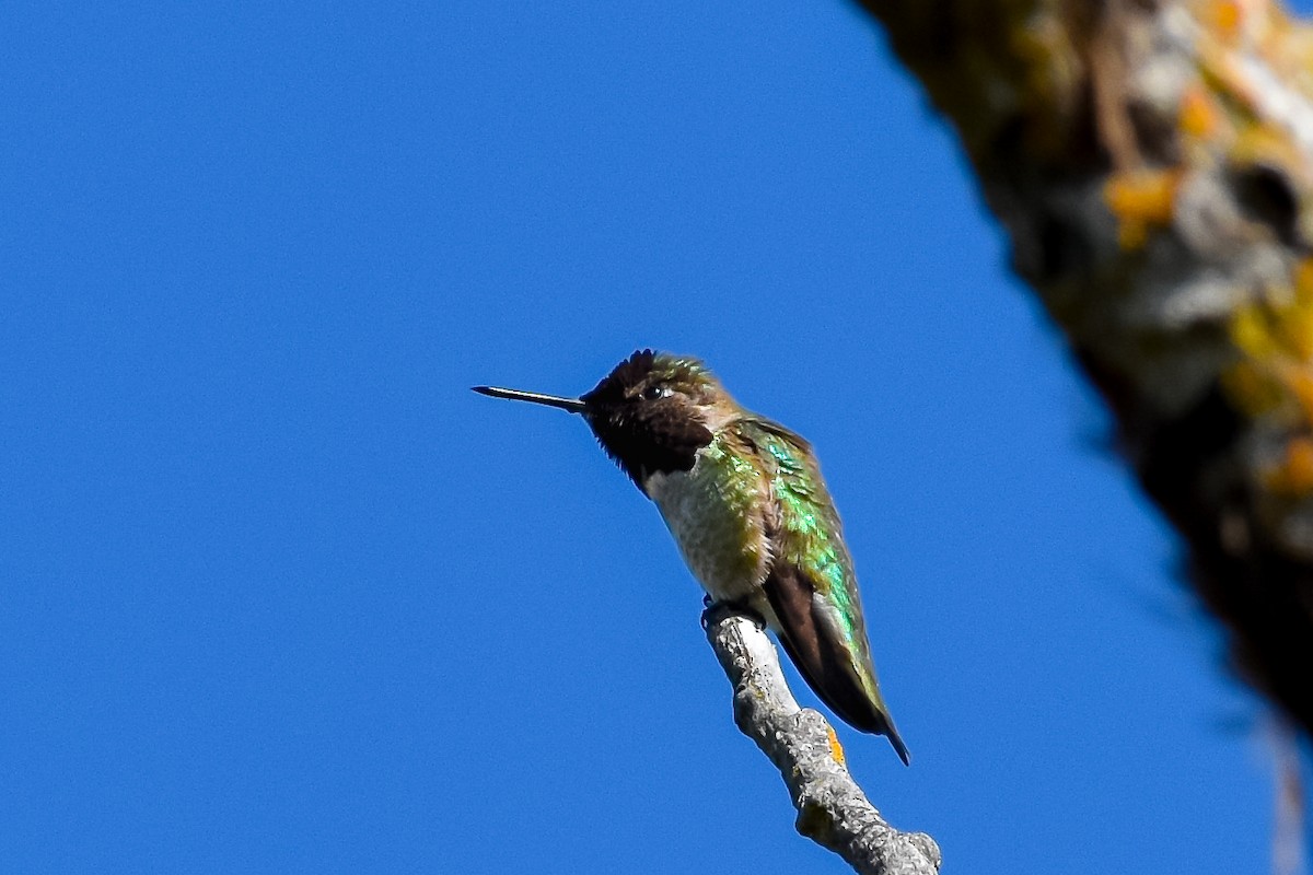 Anna's Hummingbird - Lawrence Grennan