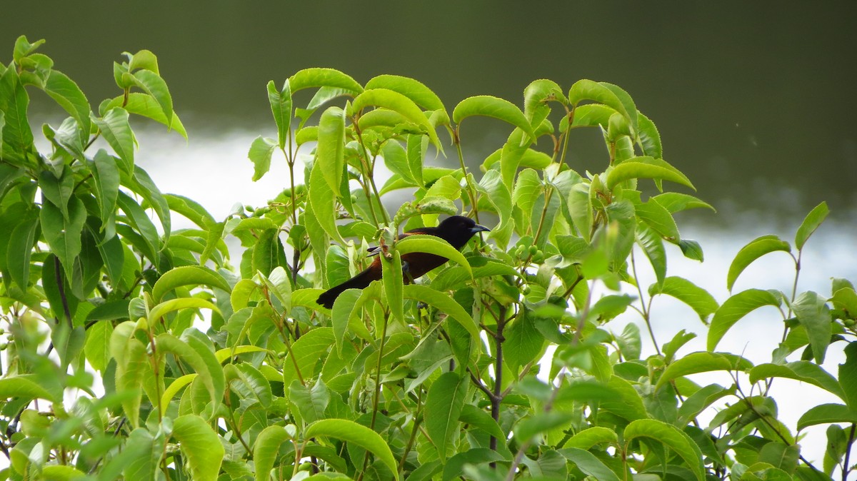 Orchard Oriole - G & B