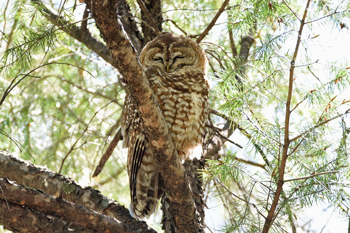 Spotted Owl - ML618235411