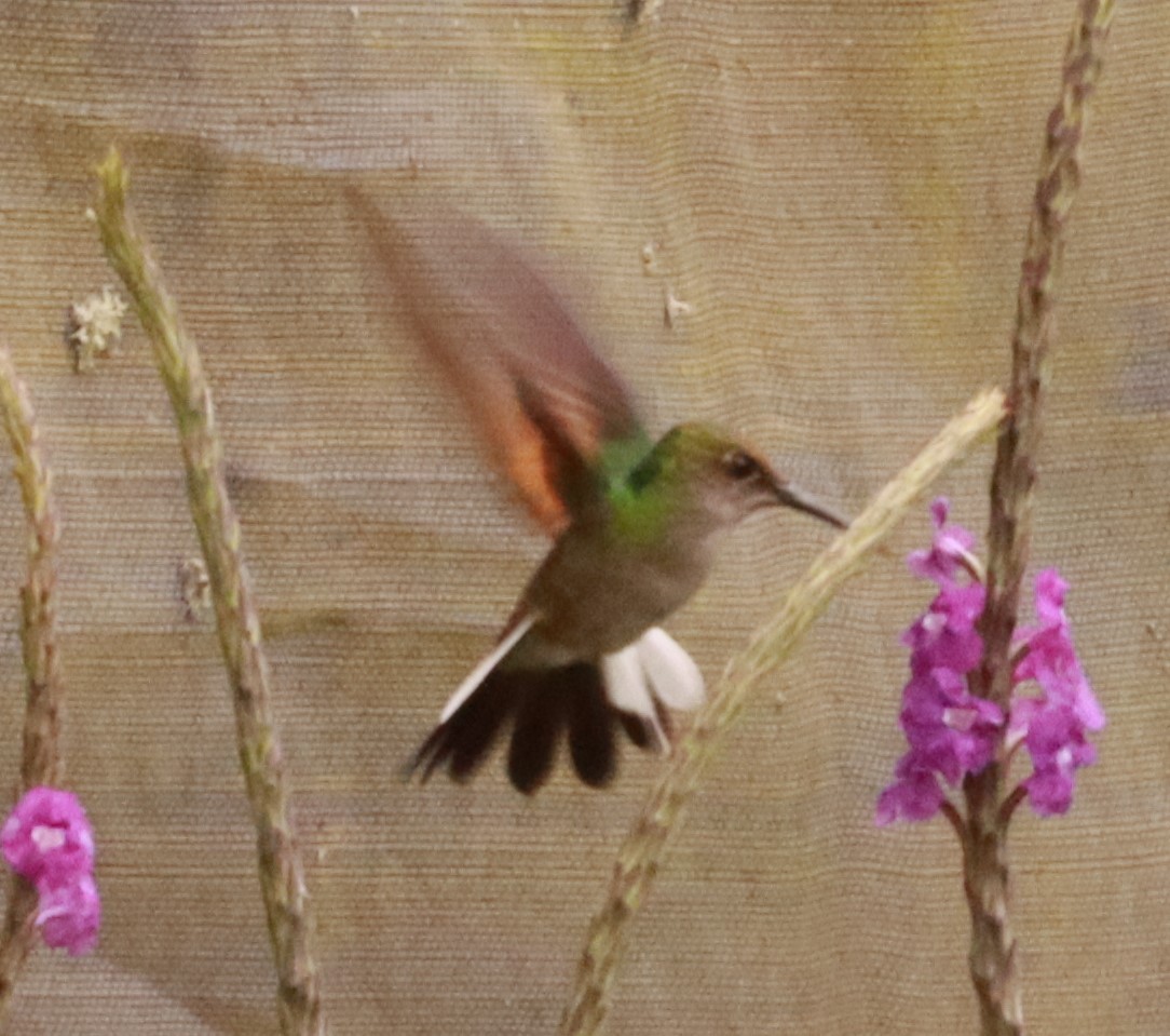 Stripe-tailed Hummingbird - ML618235436