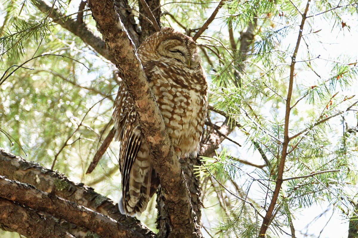 Spotted Owl - Rich Schwab
