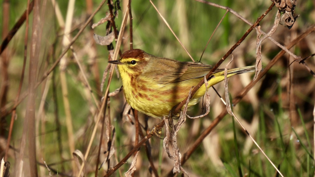 Palm Warbler (Yellow) - Keith Eric Costley