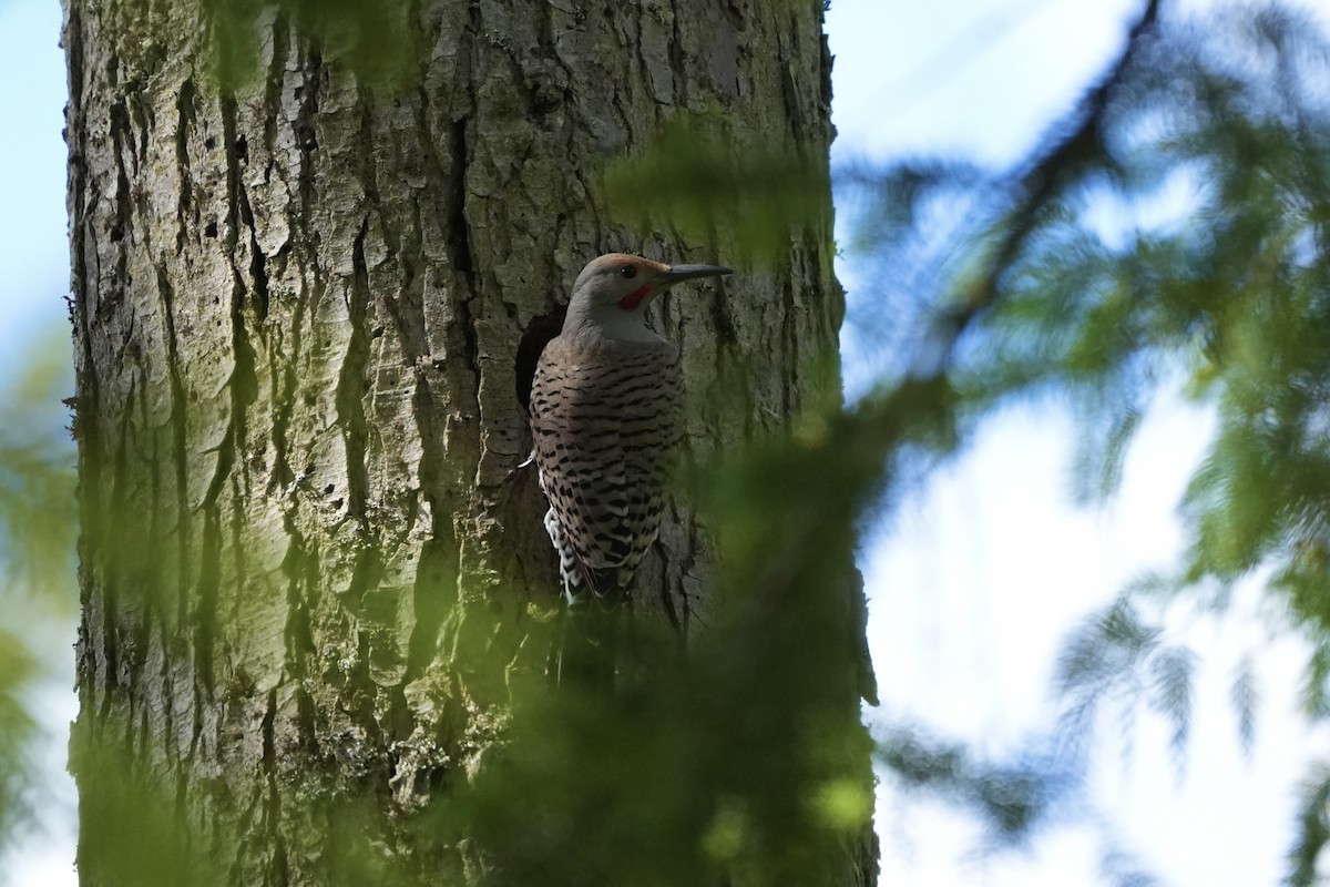 Northern Flicker (Red-shafted) - Joe RouLaine