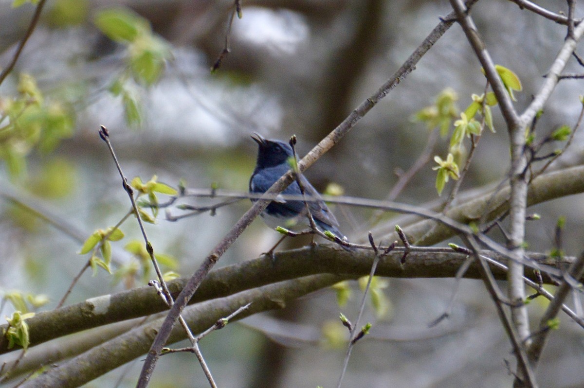 Black-throated Blue Warbler - Cheyenne Lee