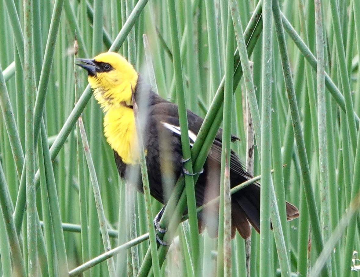 Yellow-headed Blackbird - ML618235546