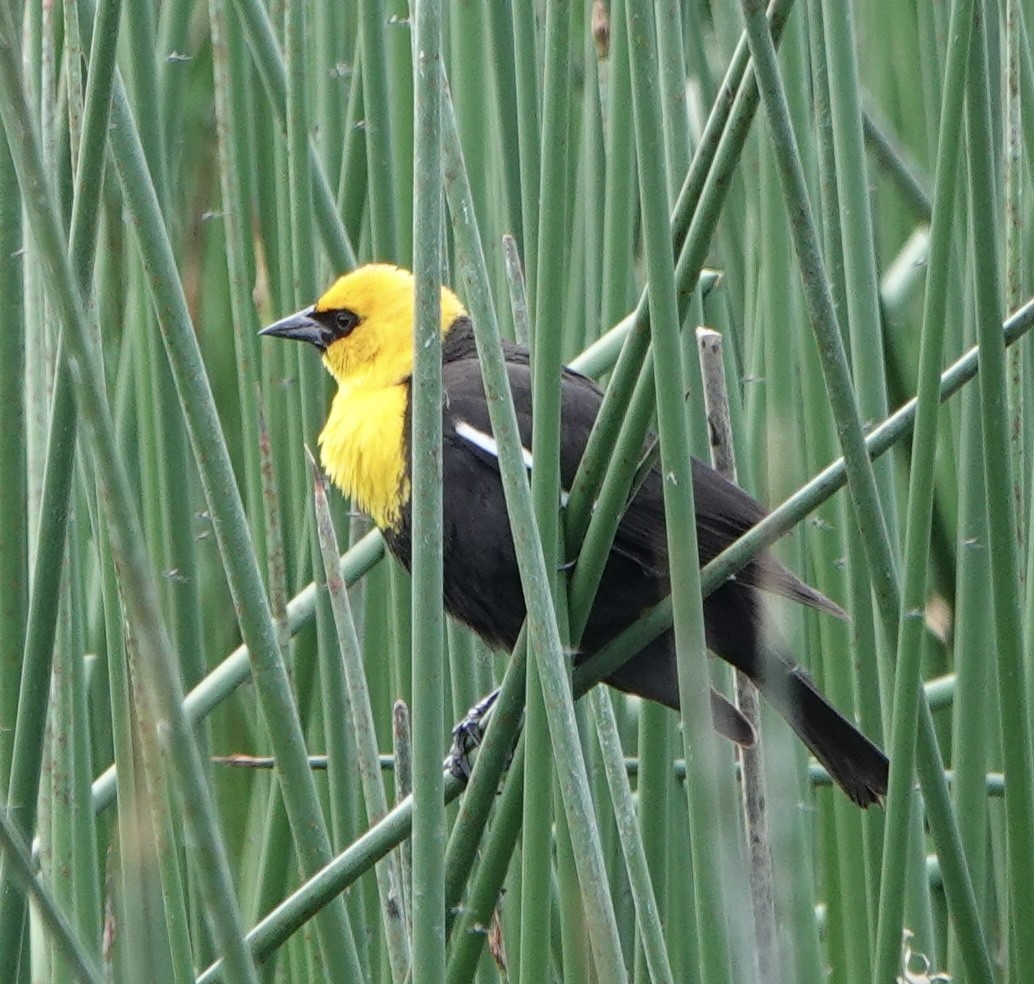 Yellow-headed Blackbird - ML618235547