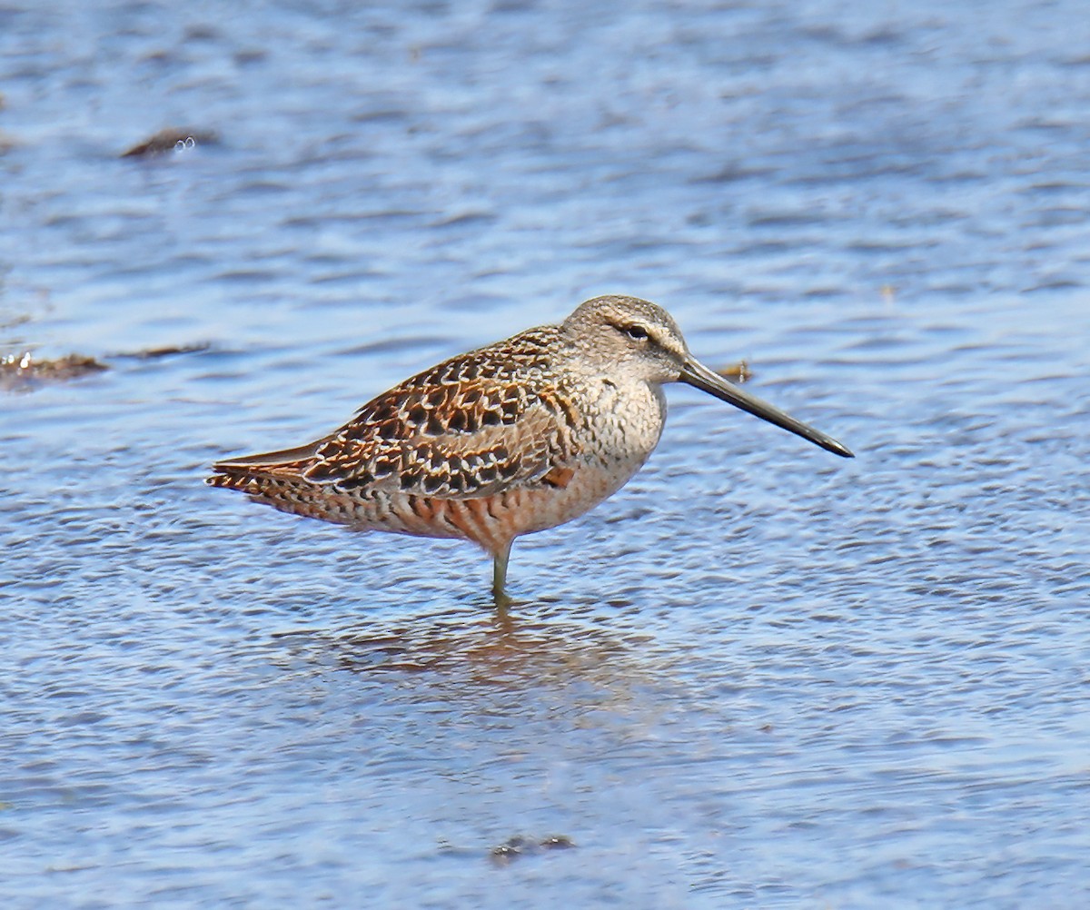 Long-billed Dowitcher - ML618235564