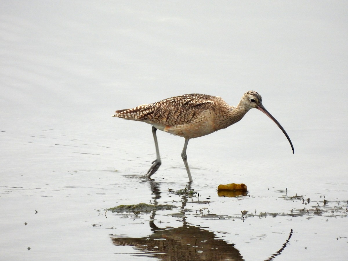 Long-billed Curlew - Sharon Wilcox