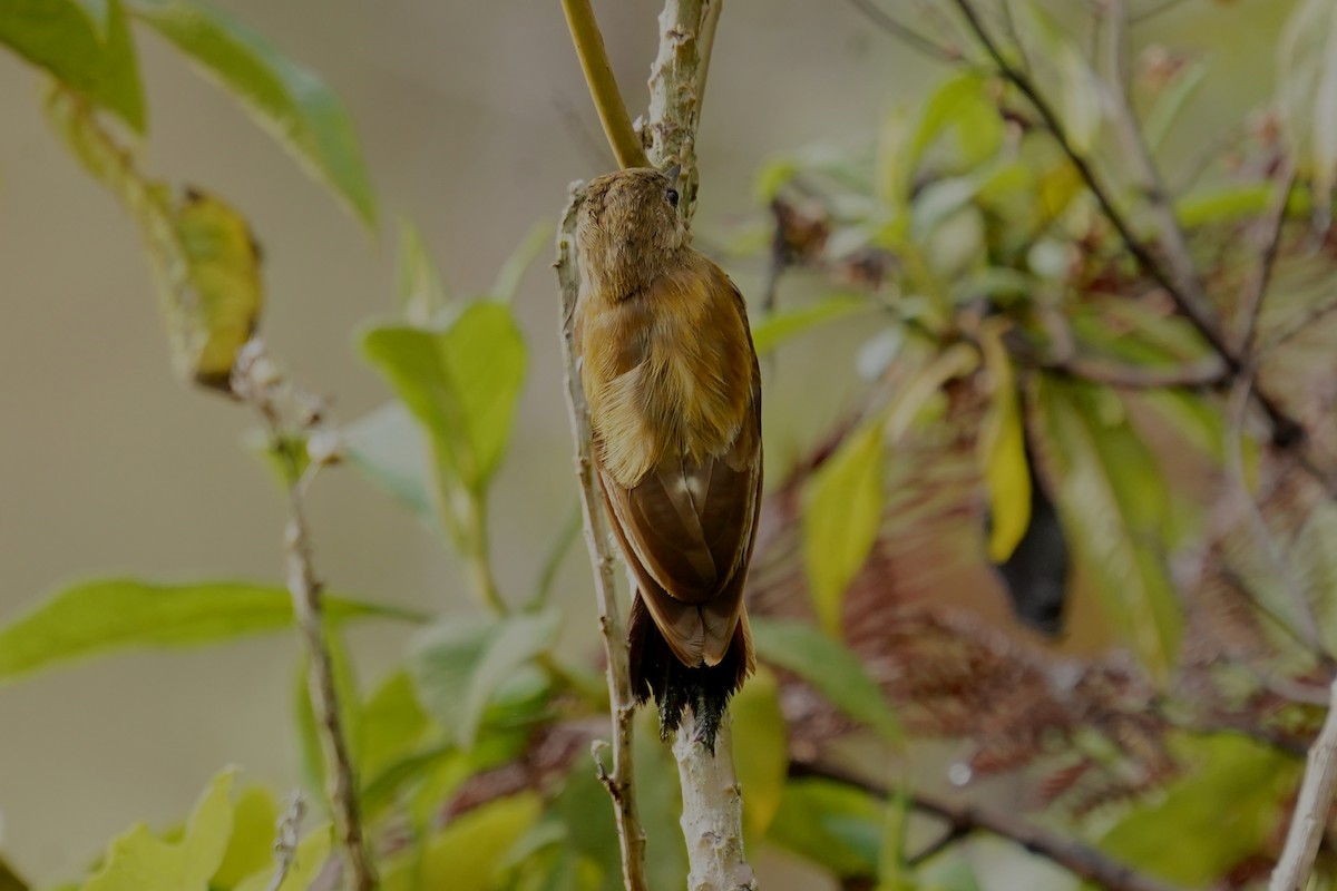 Smoky-brown Woodpecker - Luis Carlos García Mejía