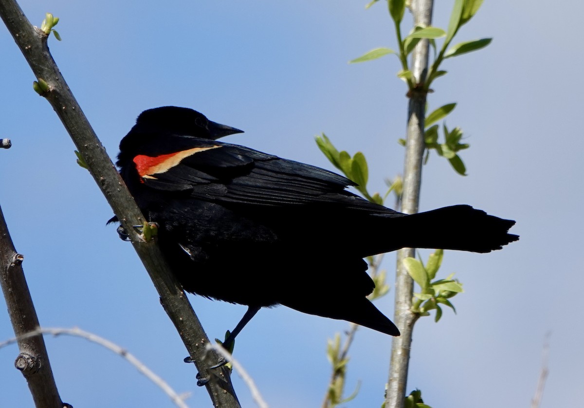 Red-winged Blackbird - ML618235579