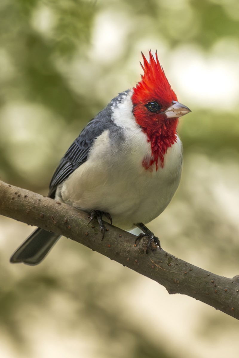 Red-crested Cardinal - ADRIAN GRILLI