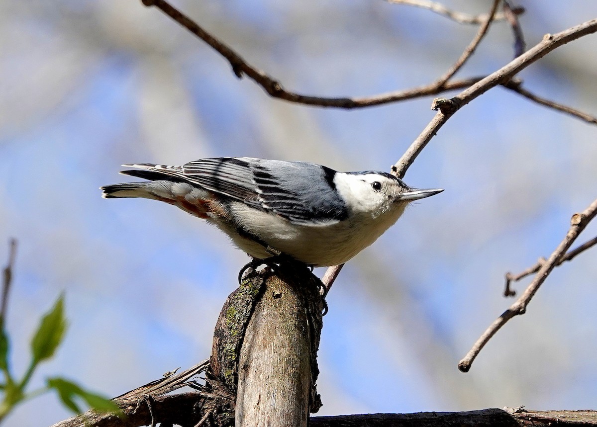 White-breasted Nuthatch - jerry pruett