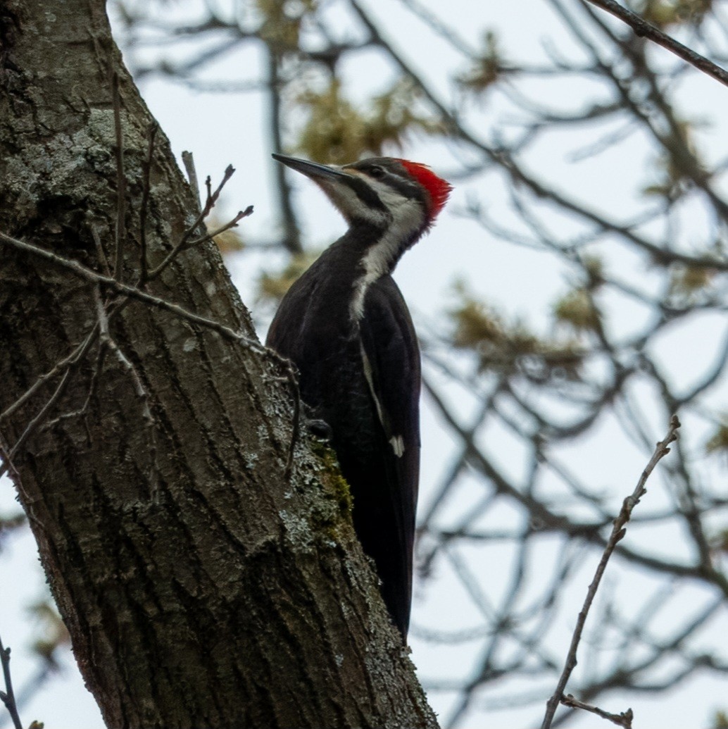 Pileated Woodpecker - ML618235647