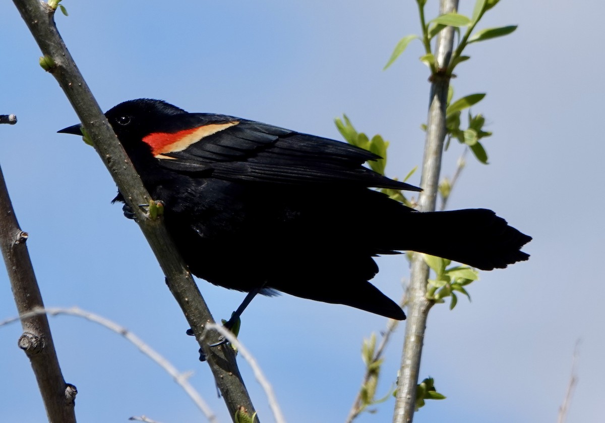 Red-winged Blackbird - ML618235652