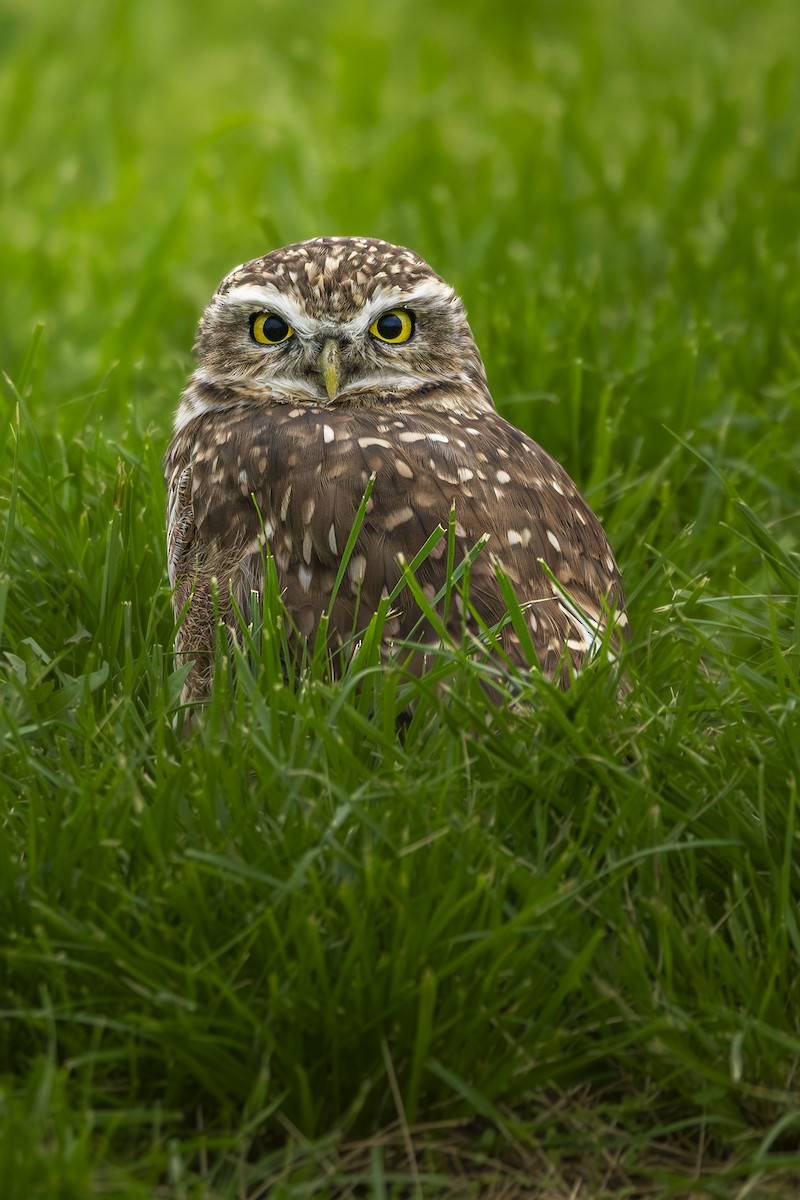 Burrowing Owl - ML618235653