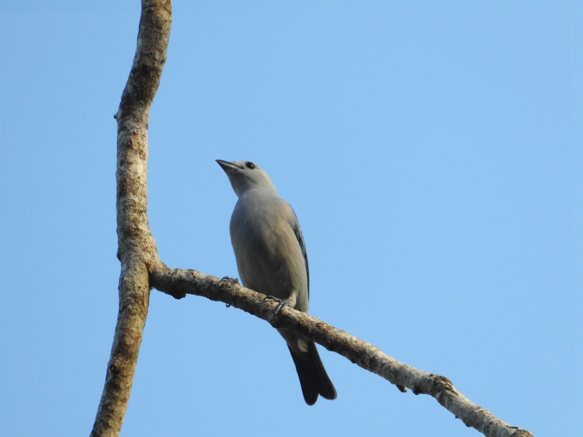 Blue-gray Tanager - ML618235654