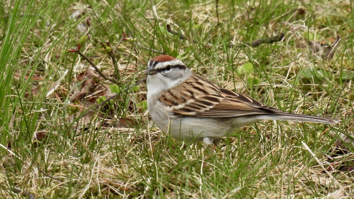 Chipping Sparrow - ML618235665
