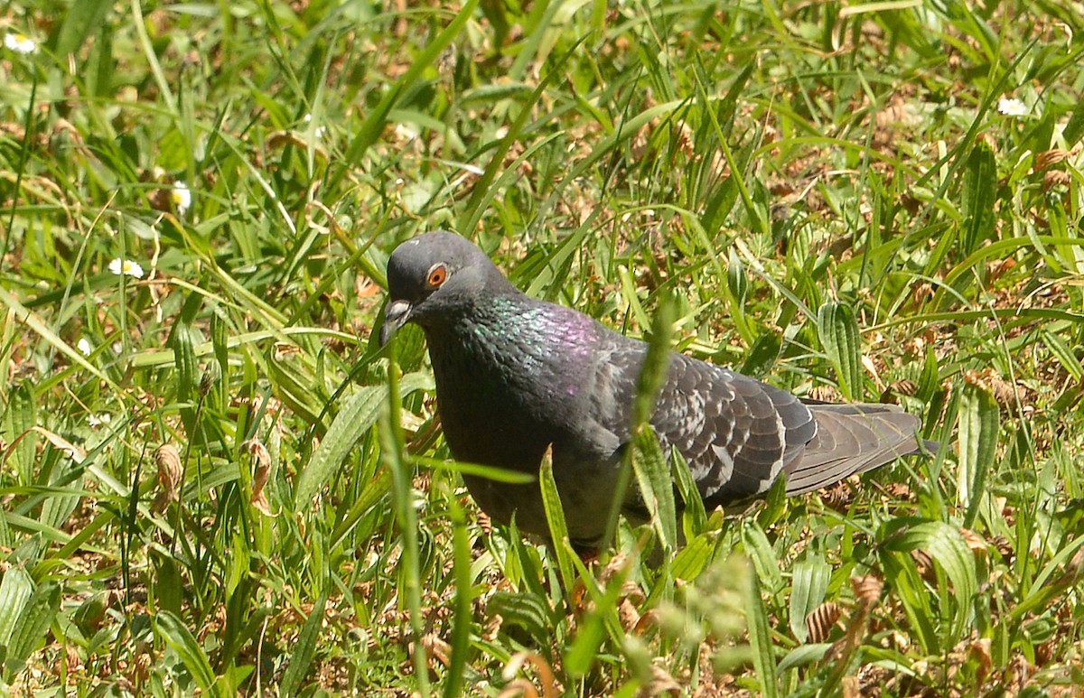 Rock Pigeon (Feral Pigeon) - Bill Telfair