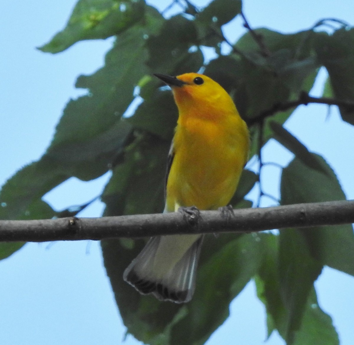 Prothonotary Warbler - ML618235680