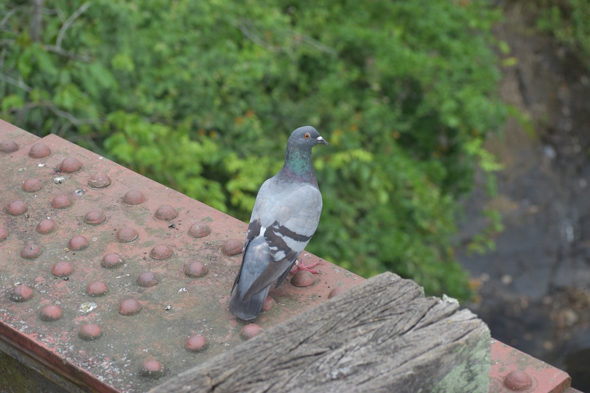 Rock Pigeon (Feral Pigeon) - ML618235694