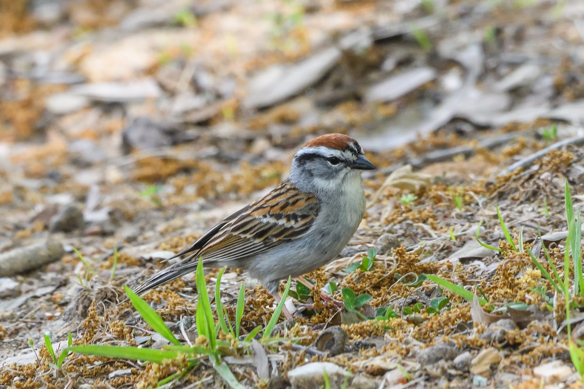 Chipping Sparrow - ML618235714