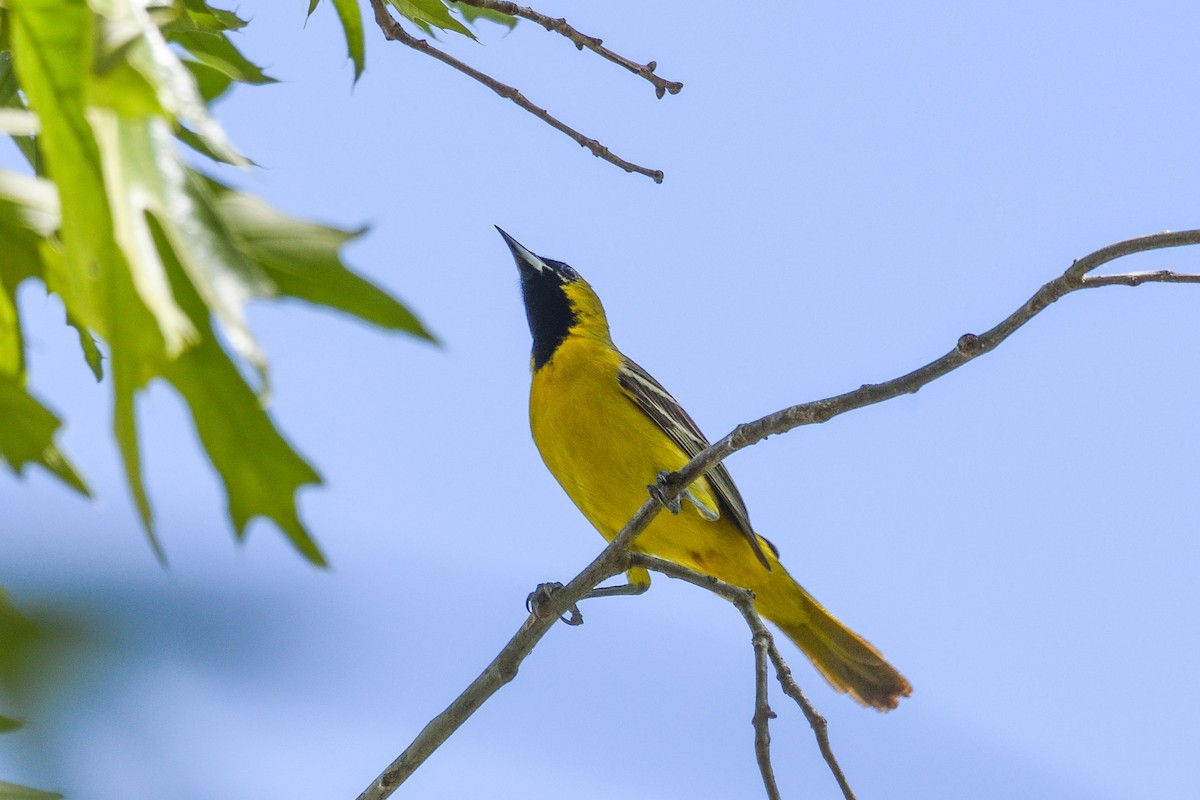 Orchard Oriole - ML618235741