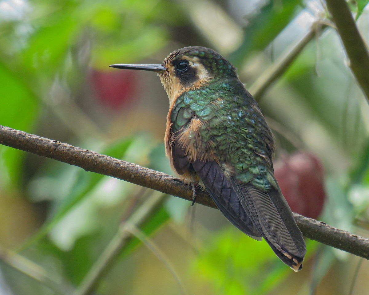 Speckled Hummingbird - ML618235798