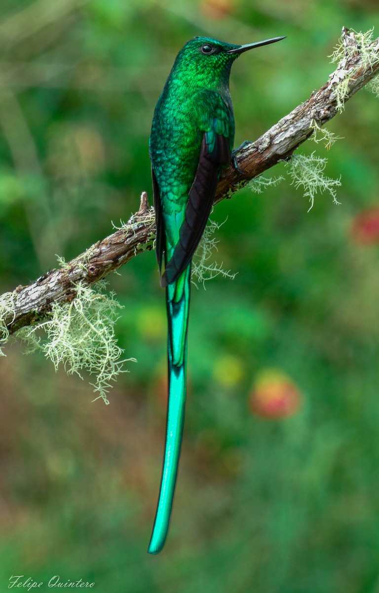 Long-tailed Sylph - ML618235842