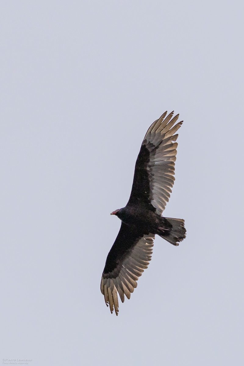 Turkey Vulture - Pierre Lemieux