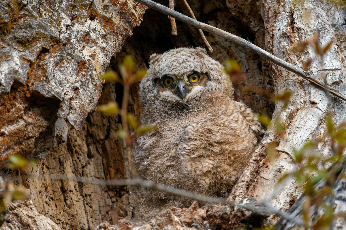 Great Horned Owl - ML618235849