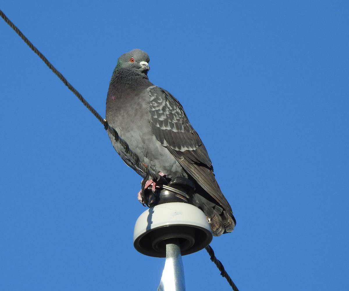 Rock Pigeon (Feral Pigeon) - ML618235850