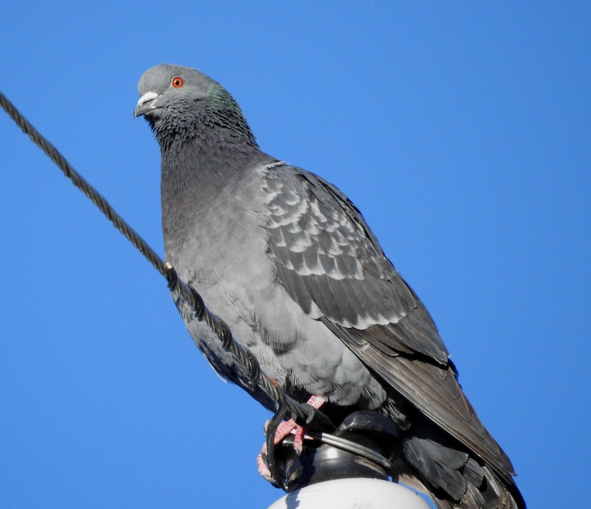 Rock Pigeon (Feral Pigeon) - ML618235851
