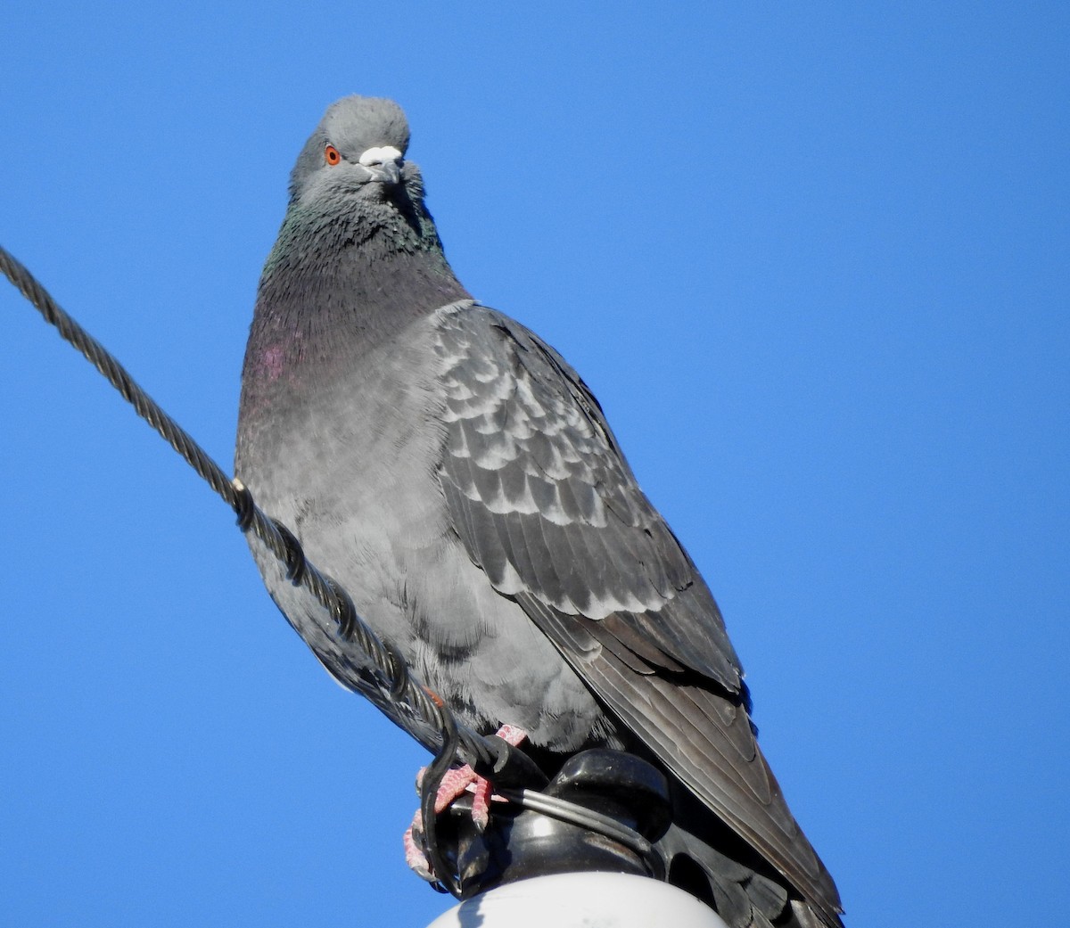 Rock Pigeon (Feral Pigeon) - ML618235852
